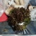头茬香椿芽