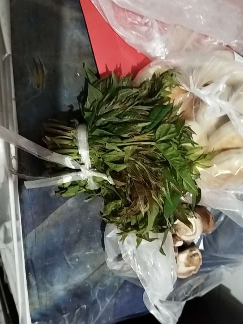 头茬香椿芽