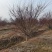 鸡爪槭D12cm、D15cm、D18公分基地有量，欢迎订