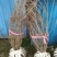 红王子锦带花球冠幅:1m、1.2m，基地有量，欢迎订购。