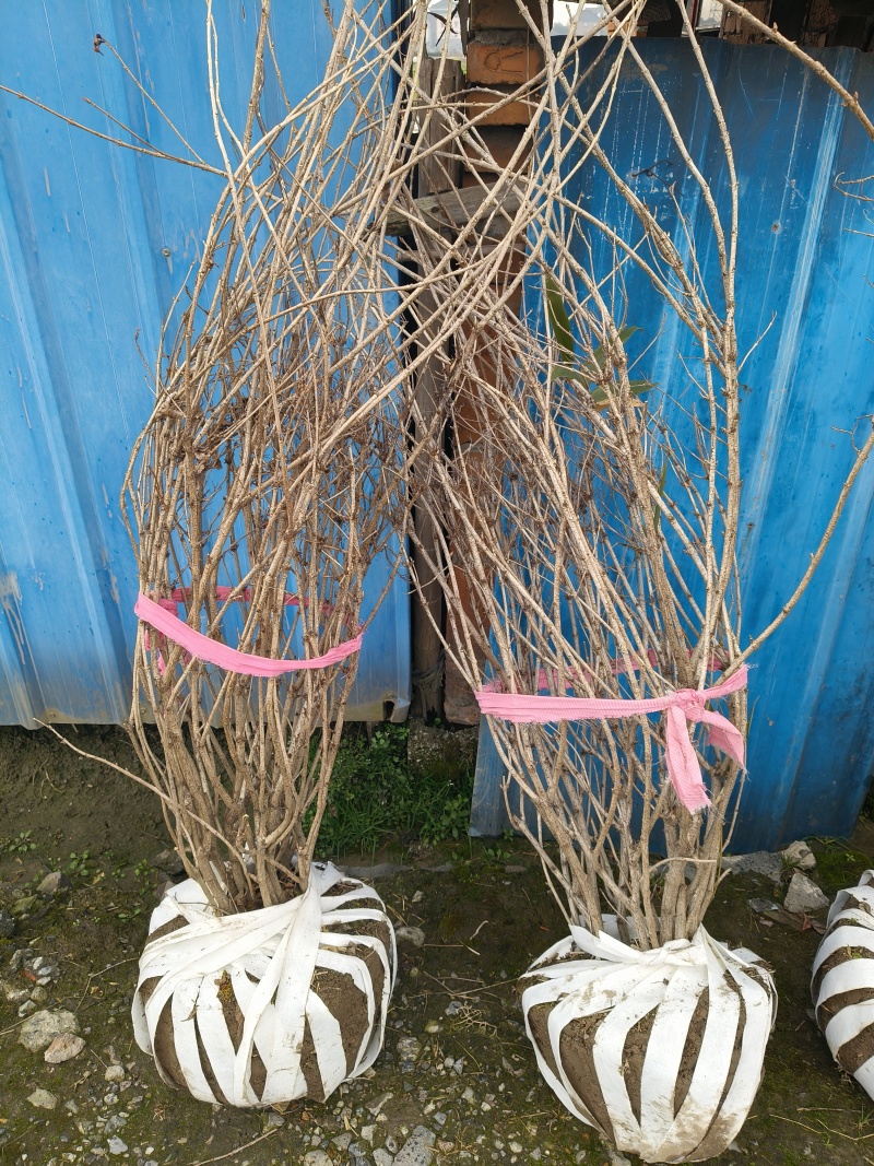 红王子锦带花球冠幅:1m、1.2m，基地有量，欢迎订购。