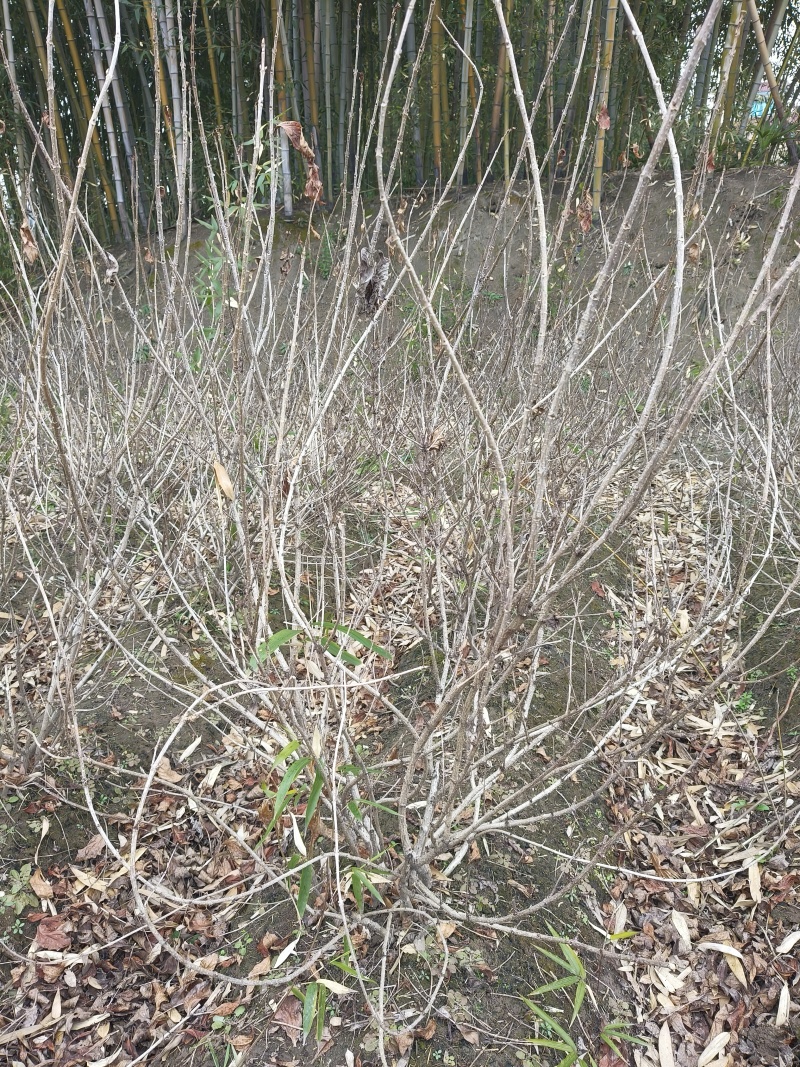 红王子锦带花球冠幅:1m、1.2m，基地有量，欢迎订购。