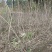 红王子锦带花球冠幅:1m、1.2m，基地有量，欢迎订购。