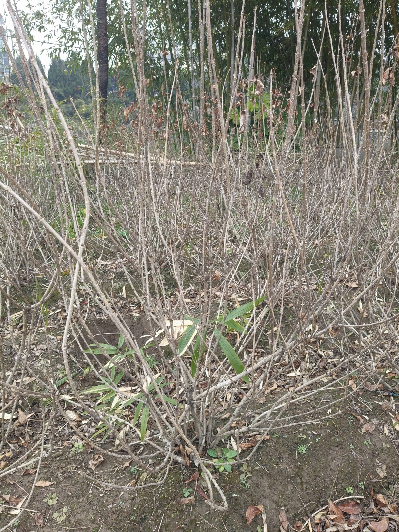 红王子锦带花球冠幅:1m、1.2m，基地有量，欢迎订购。