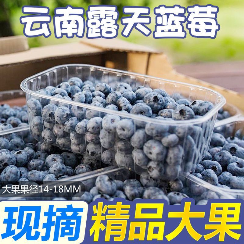 云南蓝莓一件代发对接抖音快手视频号直播带货拼多多淘宝等各