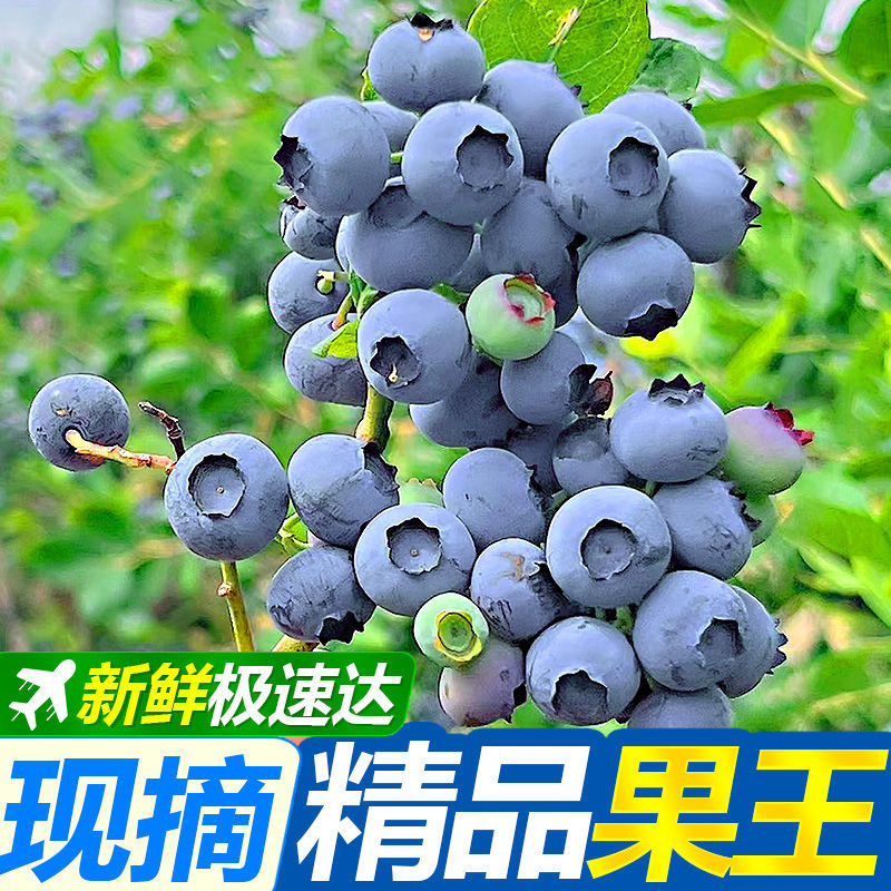 云南蓝莓一件代发对接抖音快手视频号直播带货拼多多淘宝等各