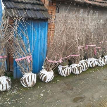 红王子锦带花球冠幅:1m、1.2m，基地有量，欢迎订购。