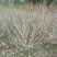 红王子锦带花球冠幅:1m、1.2m，基地有量，欢迎订购。
