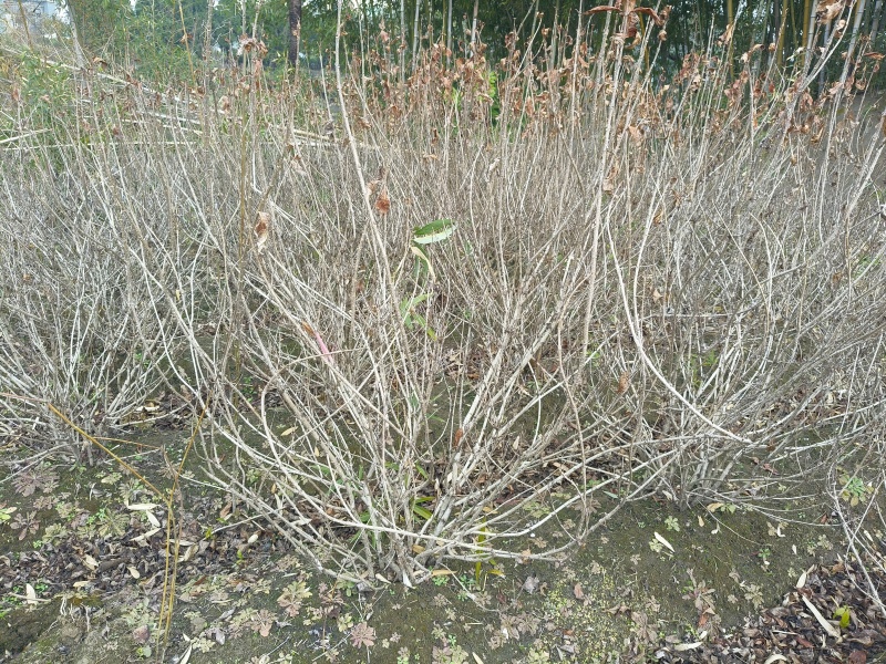 红王子锦带花球冠幅:1m、1.2m，基地有量，欢迎订购。
