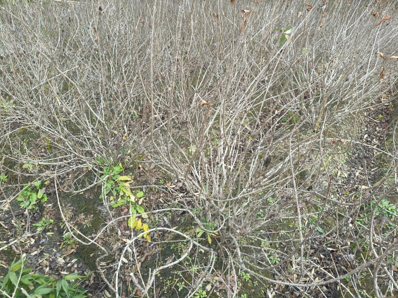 红王子锦带花球冠幅:1m、1.2m，基地有量，欢迎订购。
