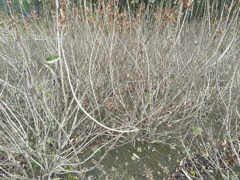 红王子锦带花球冠幅:1m、1.2m，基地有量，欢迎订购。