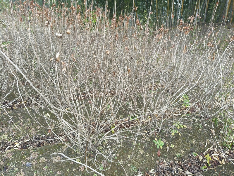 红王子锦带花球冠幅:1m、1.2m，基地有量，欢迎订购。