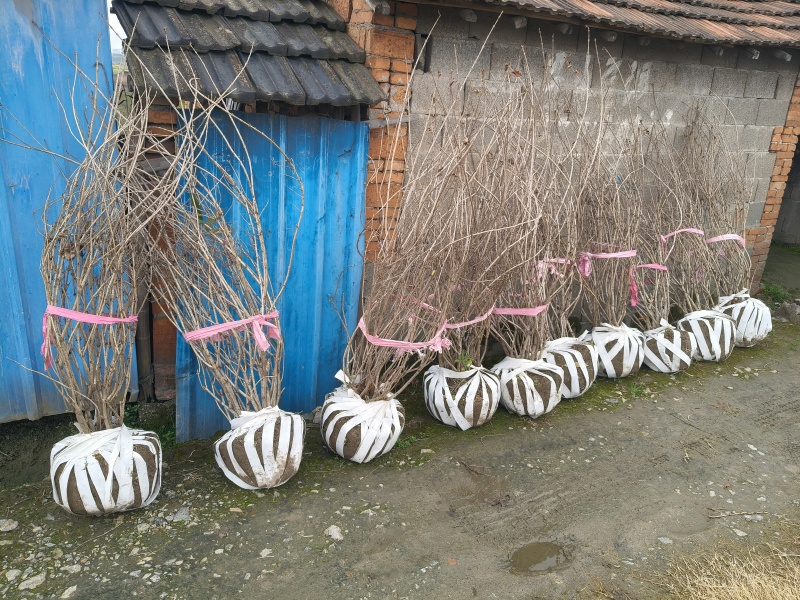 红王子锦带花球冠幅:1m、1.2m，基地有量，欢迎订购。