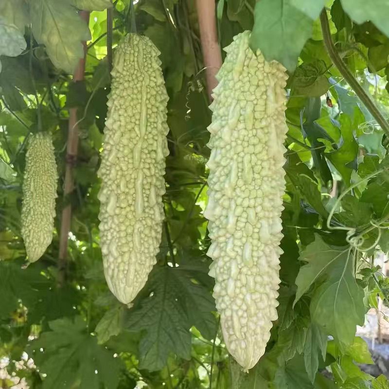 白珍珠苦瓜种子疙瘩白苦瓜种子瓜形修长采收期长产量高春播菜