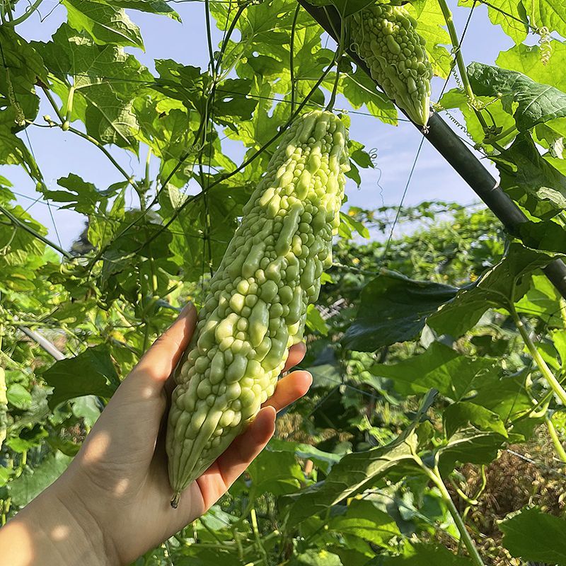 白珍珠苦瓜种子疙瘩白苦瓜种子瓜形修长采收期长产量高春播菜