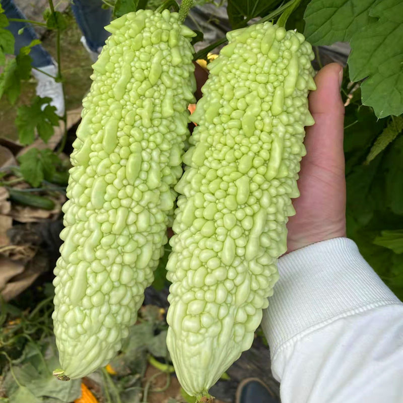 白珍珠苦瓜种子疙瘩白苦瓜种子瓜形修长采收期长产量高春播菜
