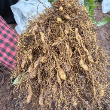 金果榄苗块茎苗籽播苗量大从优