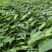 金果榄苗块茎苗籽播苗量大从优