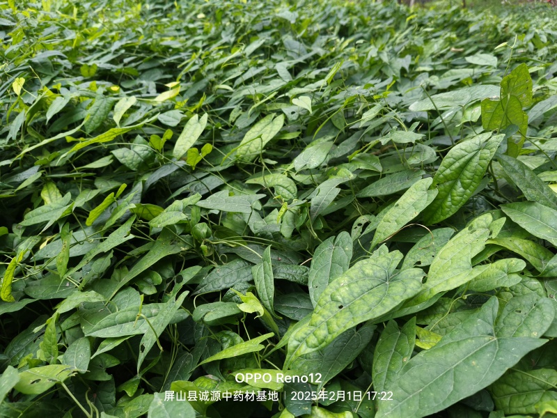 金果榄苗块茎苗籽播苗量大从优