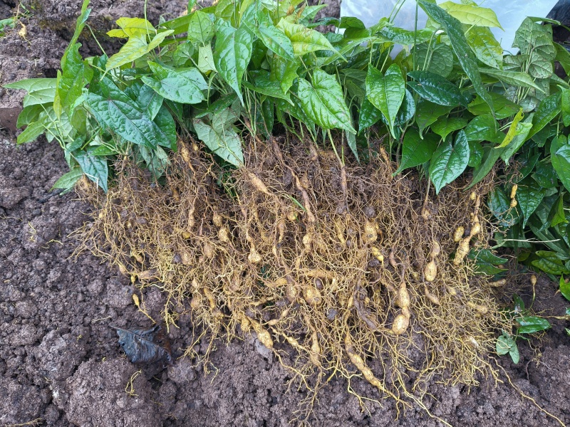 金果榄苗块茎苗籽播苗量大从优