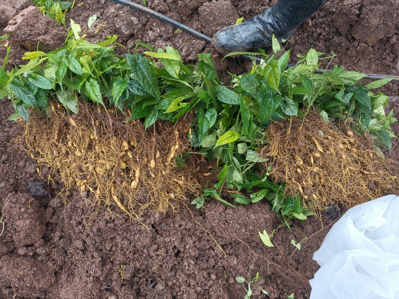 金果榄苗块茎苗籽播苗量大从优