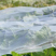 防虫网40目60目80目100目全新材料蔬菜大棚防虫网