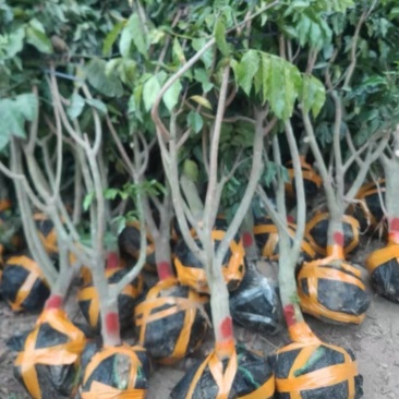 绿化黄皮果树