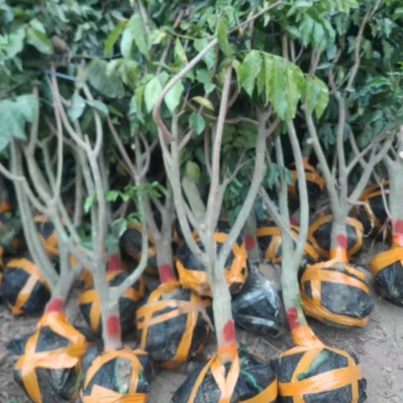 绿化黄皮果树