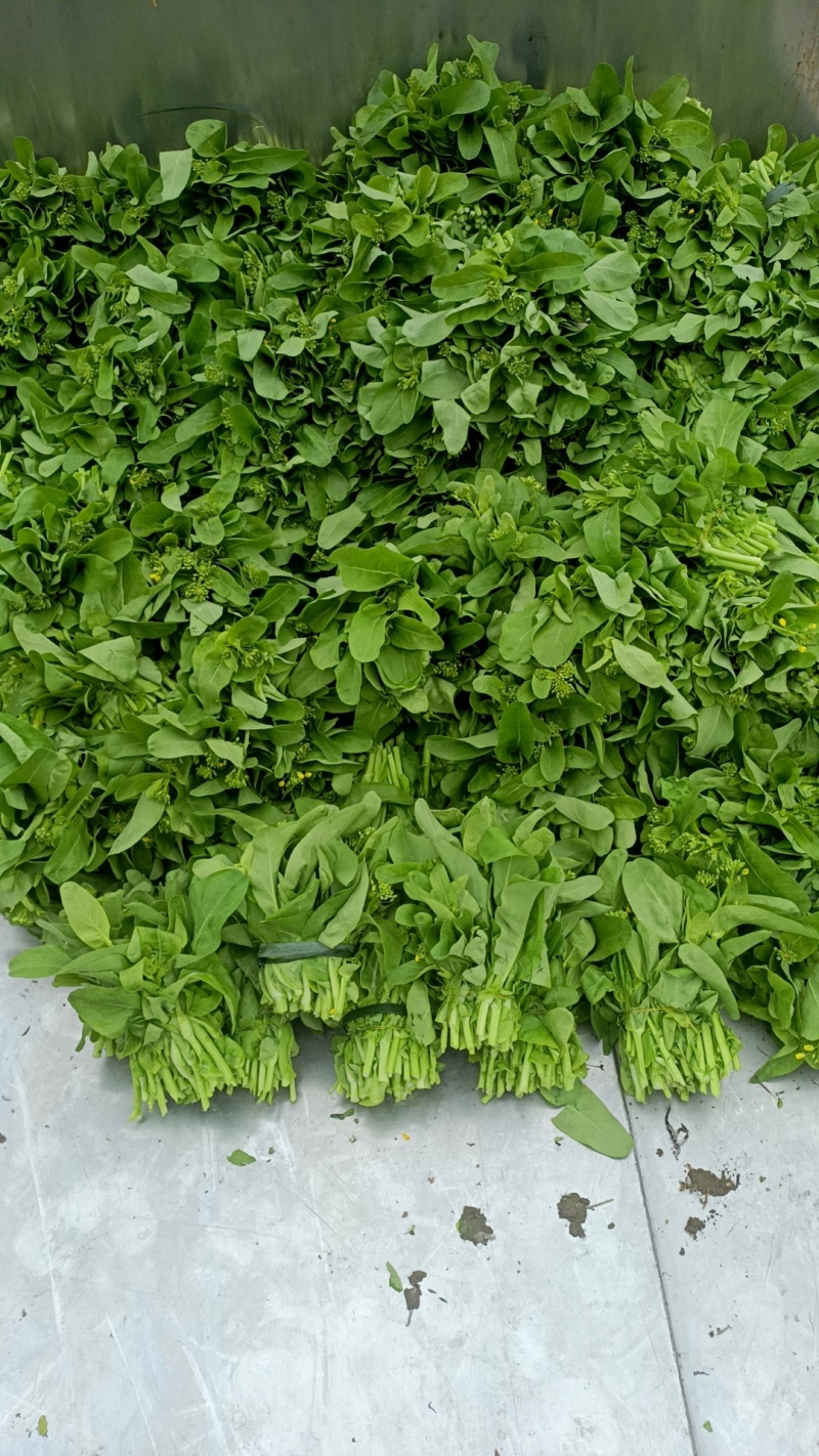 开阳白菜苔