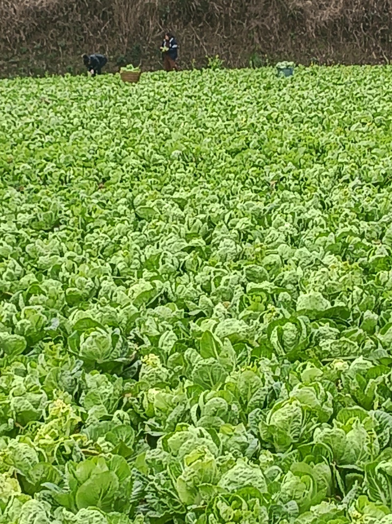 开阳白菜苔
