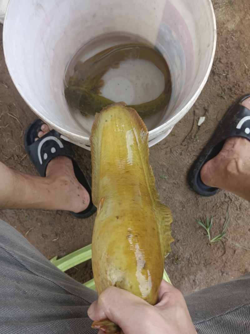 广东湛江廉江塘角鱼（塘鲺）直批