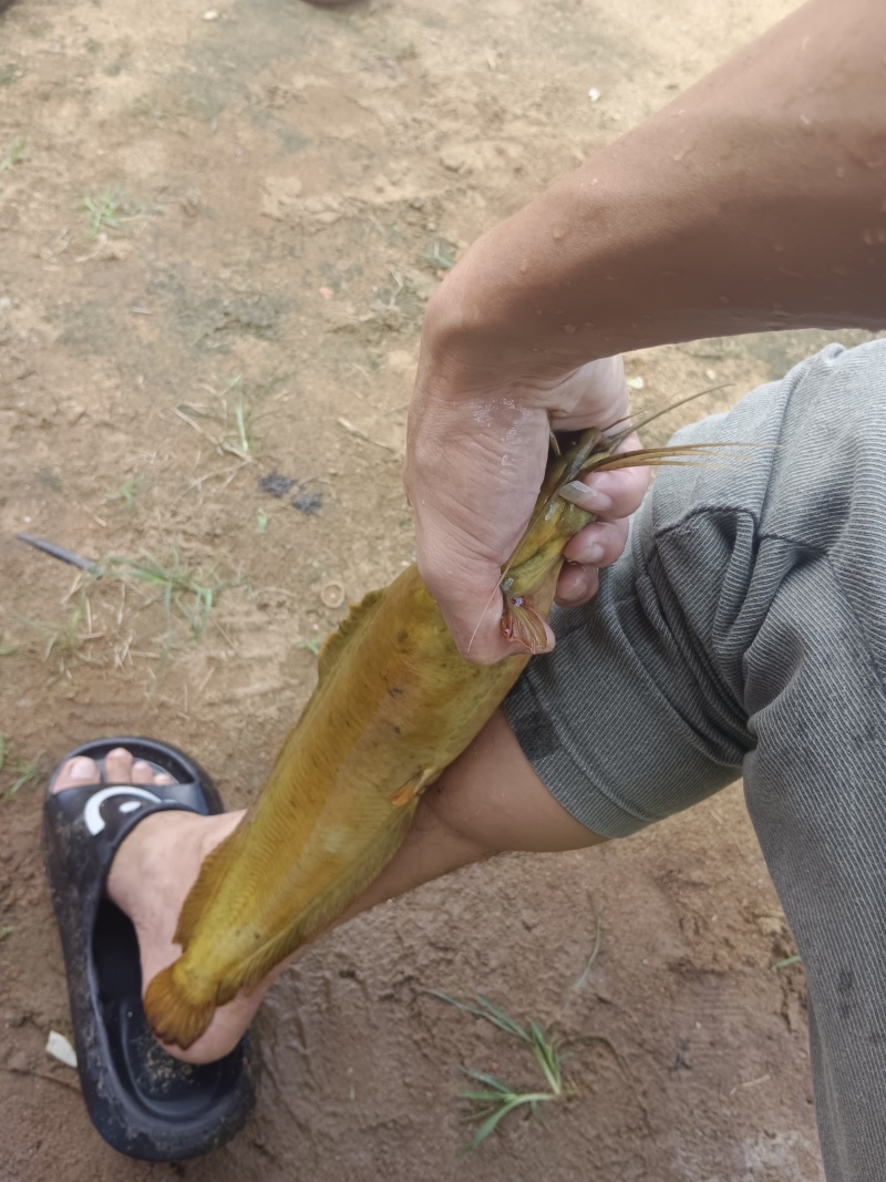 广东湛江廉江塘角鱼（塘鲺）直批