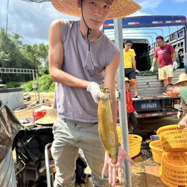 广东湛江廉江塘角鱼（塘鲺）直批