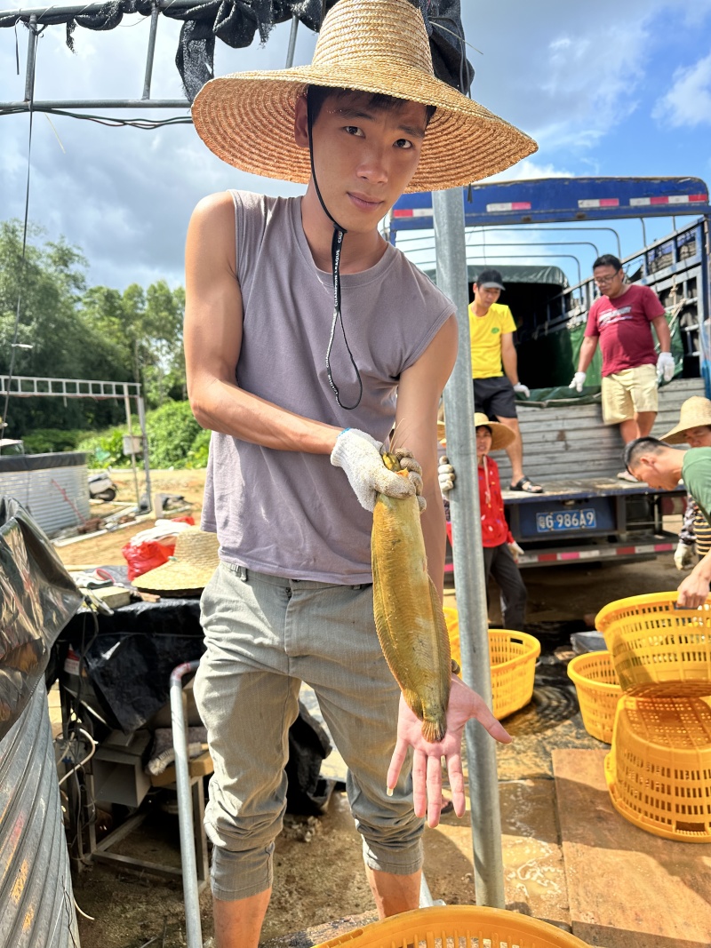 广东湛江廉江塘角鱼（塘鲺）直批