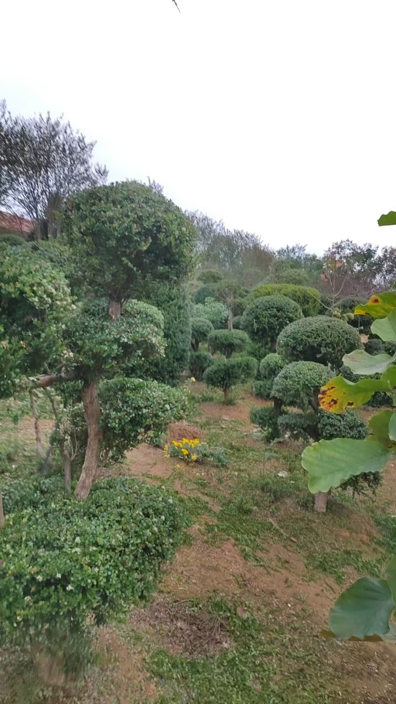各种造型，赤楠，