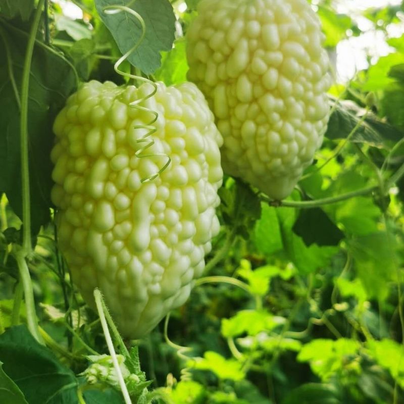 台湾苹果苦瓜种子生吃苦瓜甜脆多汁阳台盆栽蔬菜种孑瓜果种籽