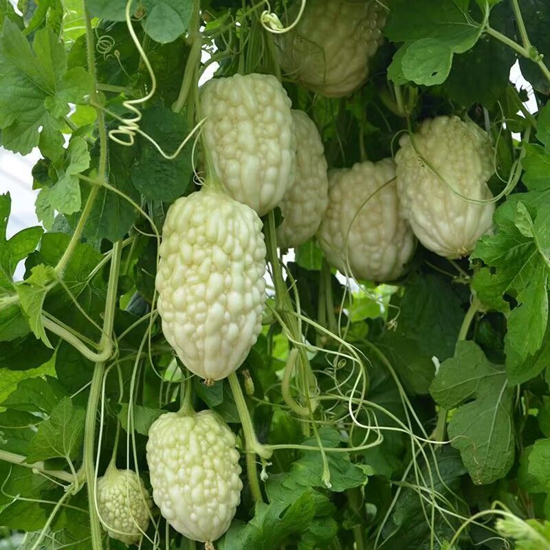 台湾苹果苦瓜种子生吃苦瓜甜脆多汁阳台盆栽蔬菜种孑瓜果种籽