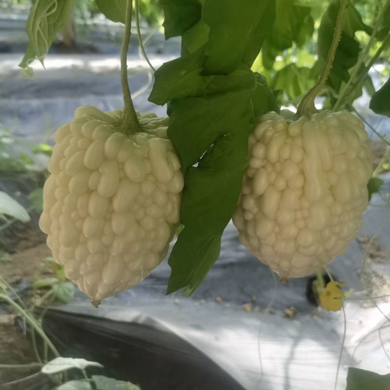 台湾苹果苦瓜种子生吃苦瓜甜脆多汁阳台盆栽蔬菜种孑瓜果种籽