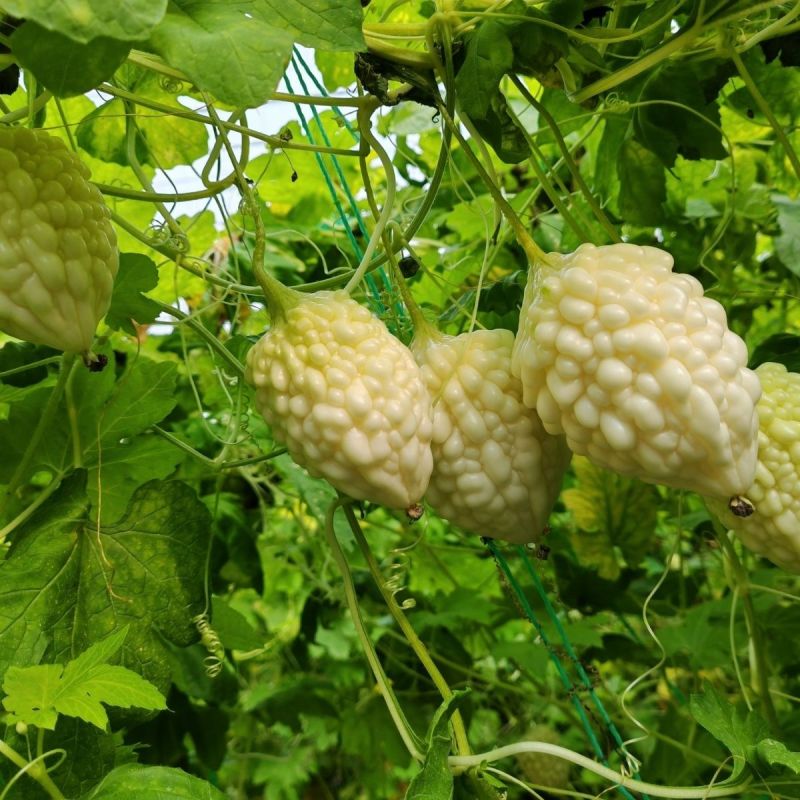 台湾苹果苦瓜种子生吃苦瓜甜脆多汁阳台盆栽蔬菜种孑瓜果种籽