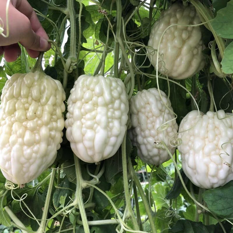 台湾苹果苦瓜种子生吃苦瓜甜脆多汁阳台盆栽蔬菜种孑瓜果种籽