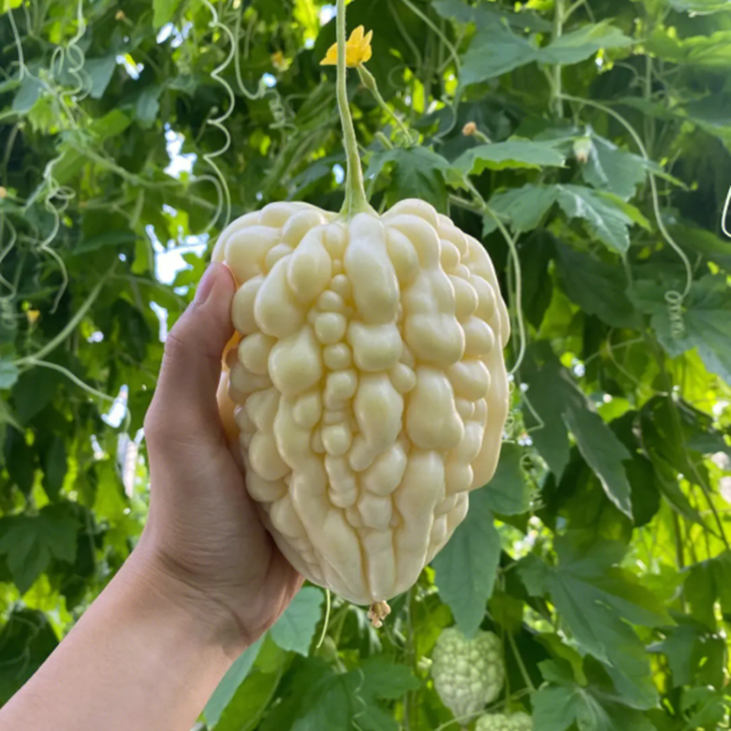 台湾苹果苦瓜种子生吃苦瓜甜脆多汁阳台盆栽蔬菜种孑瓜果种籽