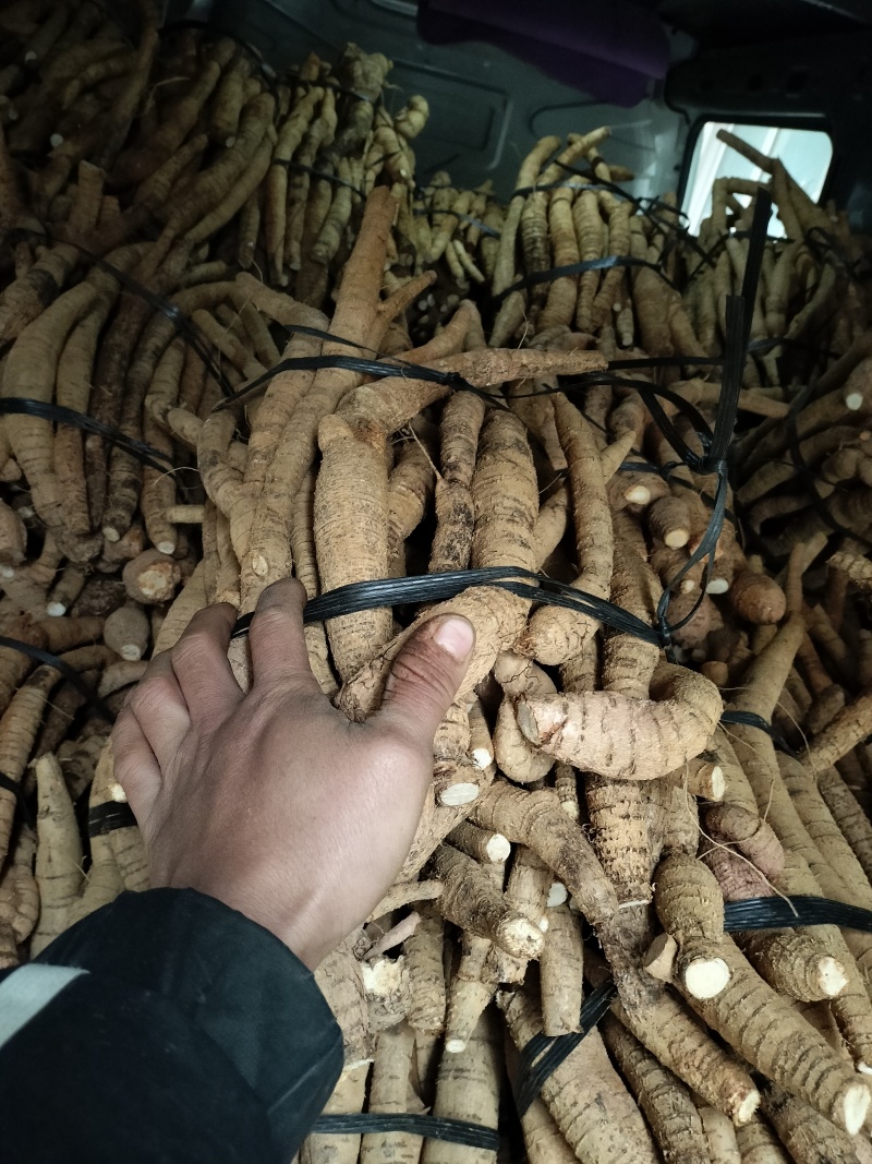 牛大力黄皮老牛大统货开挖，产地直销一手货源，次牛已经挑出