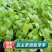 薄荷种子可食用芳香驱蚊薄荷盆栽四季播种