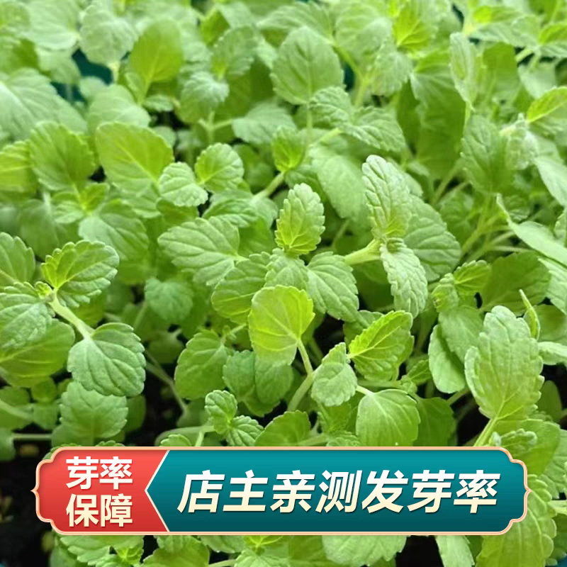 薄荷种子可食用芳香驱蚊薄荷盆栽四季播种