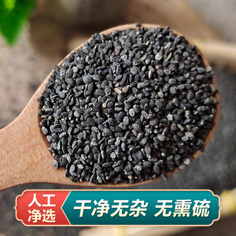薄荷种子可食用芳香驱蚊薄荷盆栽四季播种