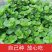 薄荷种子可食用芳香驱蚊薄荷盆栽四季播种