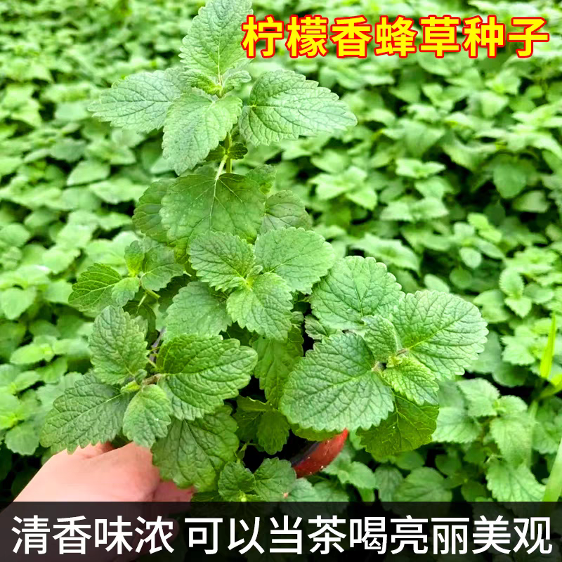 薄荷种子可食用芳香驱蚊薄荷盆栽四季播种