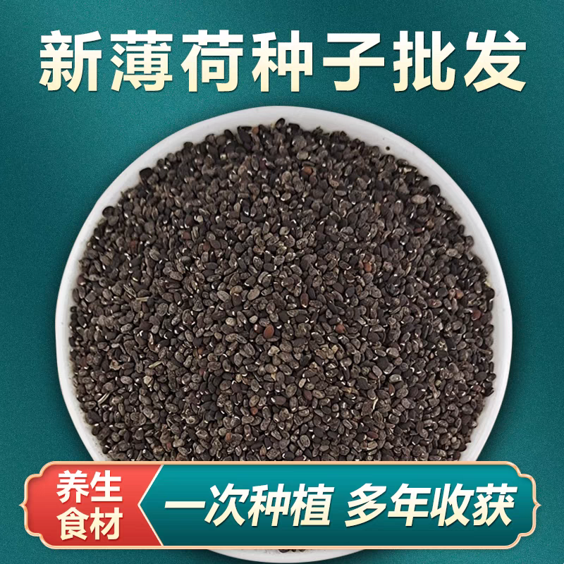 薄荷种子可食用芳香驱蚊薄荷盆栽四季播种