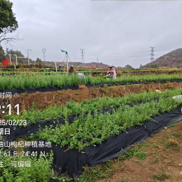 长期供应，枸杞叶，枸杞芽菜