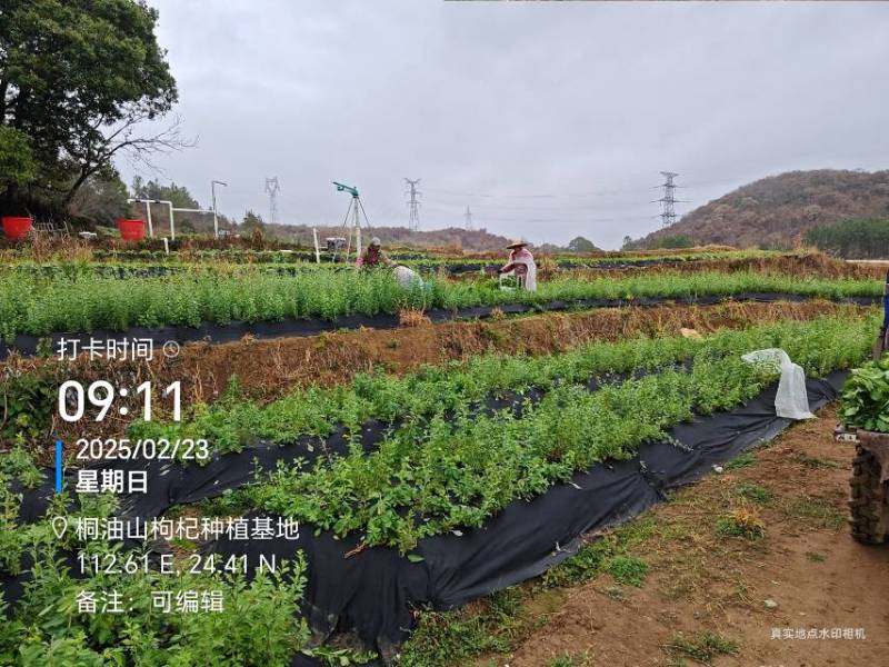 长期供应，枸杞叶，枸杞芽菜